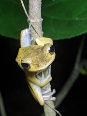 Polypedates occidentalis