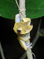 Polypedates occidentalis