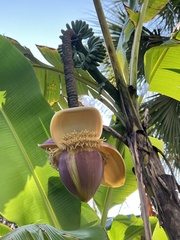 Musa basjoo