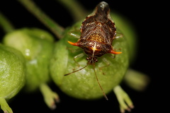 Elasmucha truncatula