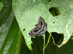 Quadrus cerialis