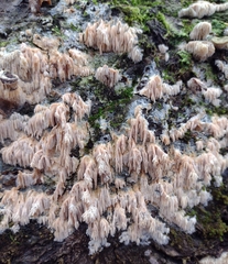 Radulomyces copelandii