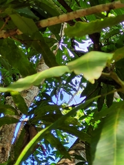 Phaenicophilus palmarum