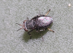 Stictomyia longicornis
