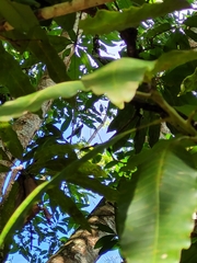 Phaenicophilus palmarum