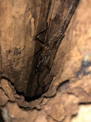 Ancistrocercus circumdatus