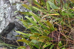 Lepisorus ussuriensis