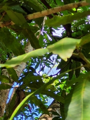 Phaenicophilus palmarum