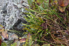 Lepisorus ussuriensis