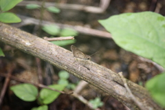 Callimormus saturnus