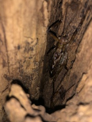 Ancistrocercus circumdatus