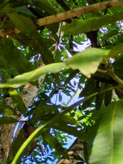 Phaenicophilus palmarum