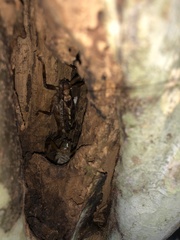 Ancistrocercus circumdatus