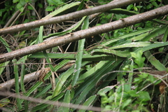 Hylocereeae