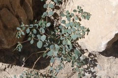 Euphorbia cinerascens