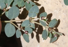 Euphorbia cinerascens