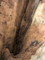 Ancistrocercus circumdatus