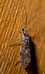 Polycentropodidae