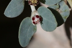Euphorbia cinerascens