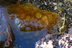 Doris wellingtonensis