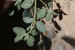 Euphorbia cinerascens