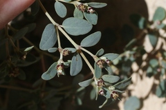 Euphorbia cinerascens