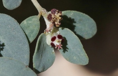 Euphorbia cinerascens