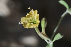 Acleisanthes angustifolia