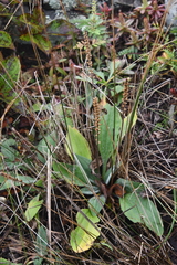 Plantago camtschatica