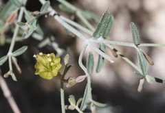 Acleisanthes angustifolia