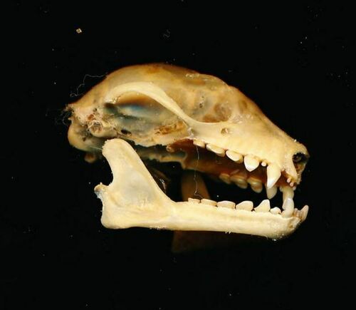 Bare-backed Rousette (Rousettus spinalatus) — Vulnerable Mammalia