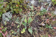 Plantago camtschatica