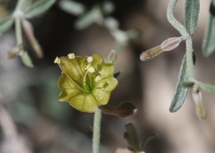 Acleisanthes angustifolia