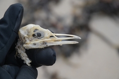 Chroicocephalus ridibundus