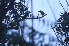 Psilopogon haemacephalus