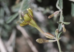 Acleisanthes angustifolia