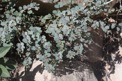 Euphorbia cinerascens