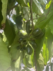 Cananga