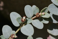 Euphorbia cinerascens