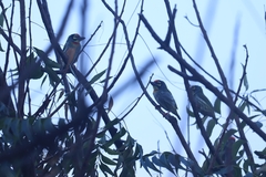 Psilopogon haemacephalus