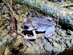 Leptobrachium hasseltii