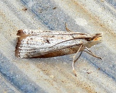 Microcrambus croesus