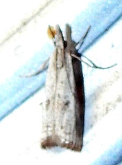 Microcrambus croesus