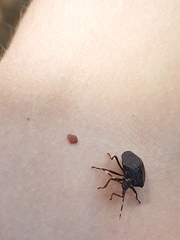 Antiteuchus guianensis