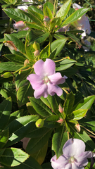 Impatiens sodenii
