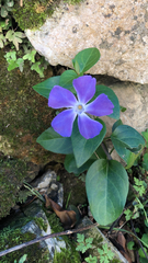 Vinca major