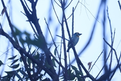 Psilopogon haemacephalus