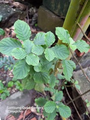 Achyranthes