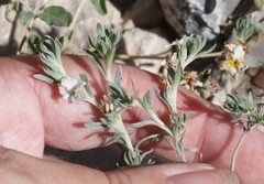 Euploca confertifolia