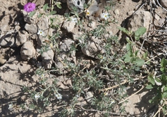 Euploca confertifolia